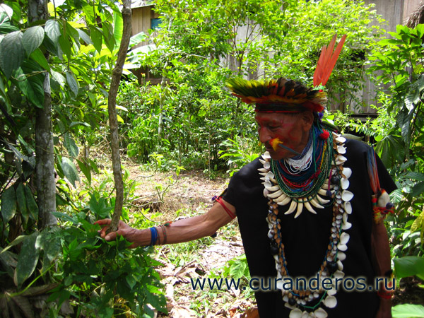 амазонские шаманы