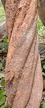 Аяуаска, Чакруна- священные растения Амазонки Ayahuasca-vin