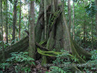 джунгли Амазонки